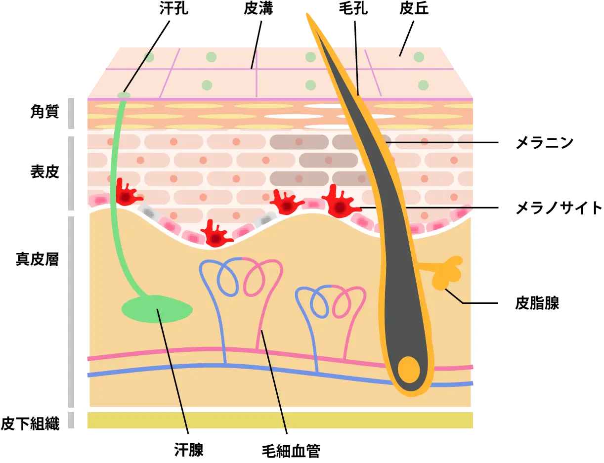 draw1